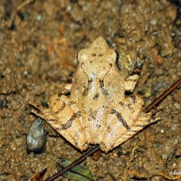 Pseudophilautus zorro Manamendra-Arachchi & Pethiyagoda, 2005